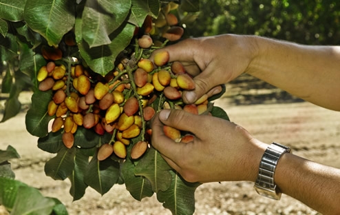 Tips Untuk Menumbuhkan Pohon Kacang Pistachio